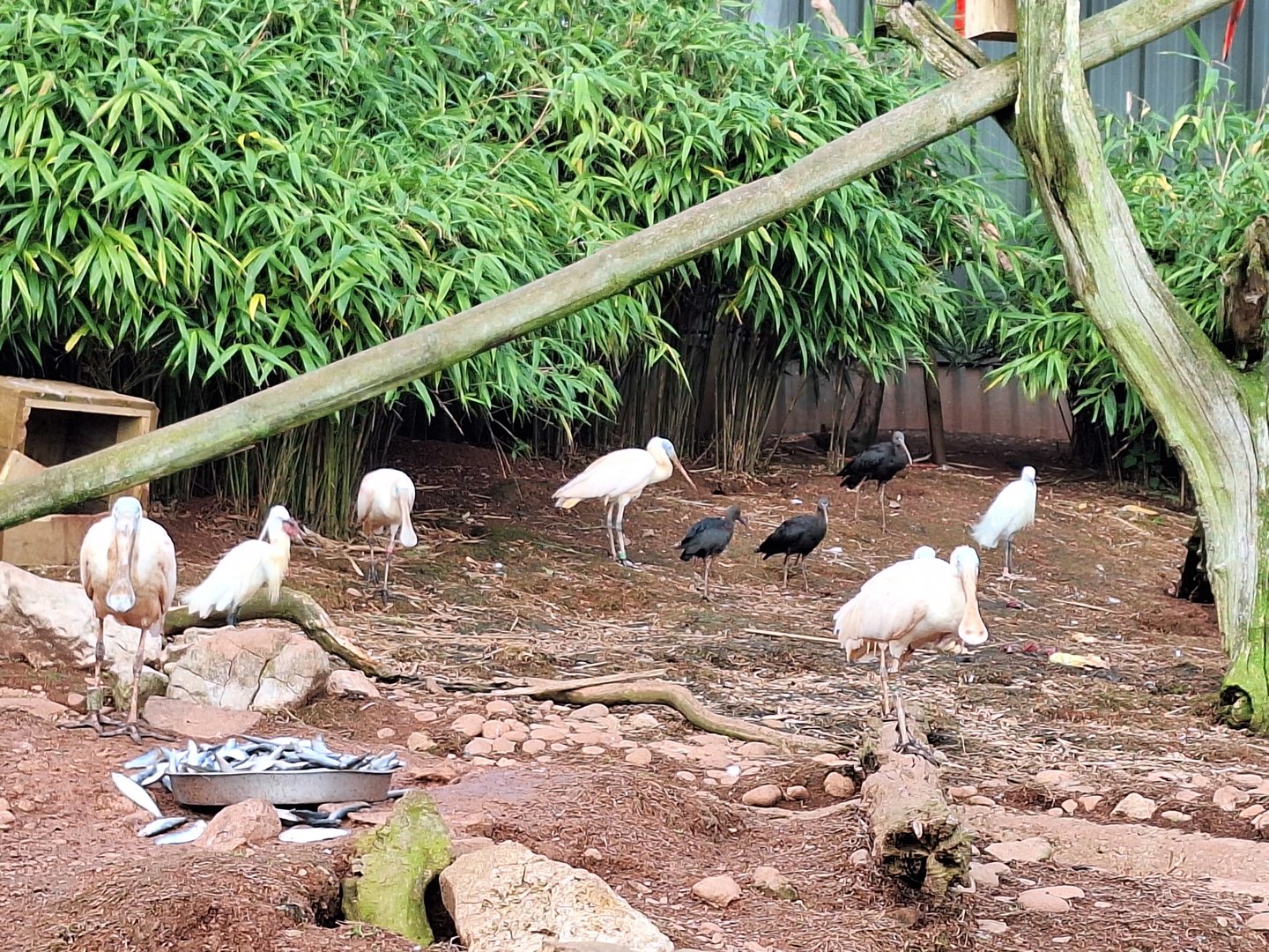 Glossy Ibis, Little Egret and Roseate Spoonbills
