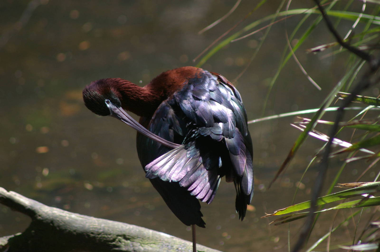 glossy ibis, Melbourne Zoo