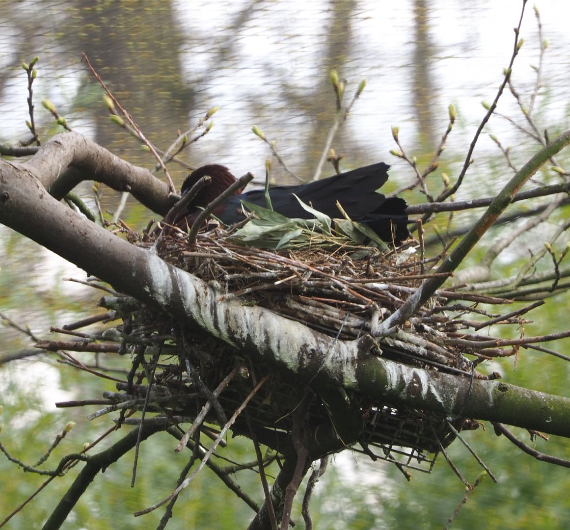 Glossy ibis nest, 2021-04-20