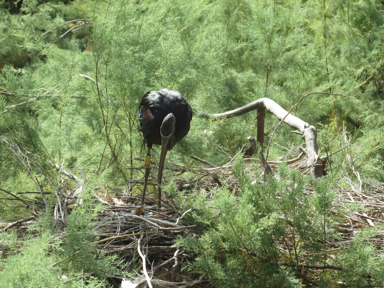 glossy ibis nesting barcelona zoo