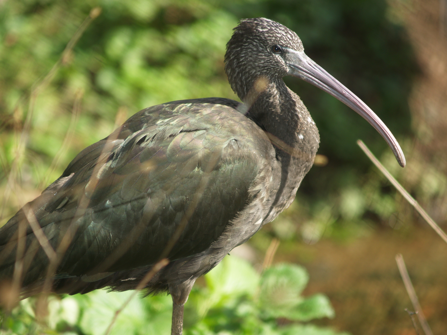 Glossy ibis (Plegadis falcinellus), 2006-10-08