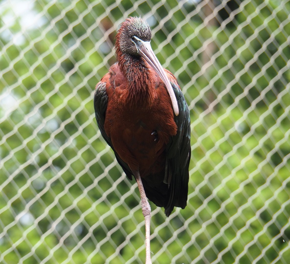 Glossy ibis (Plegadis falcinellus), 2019-07-21
