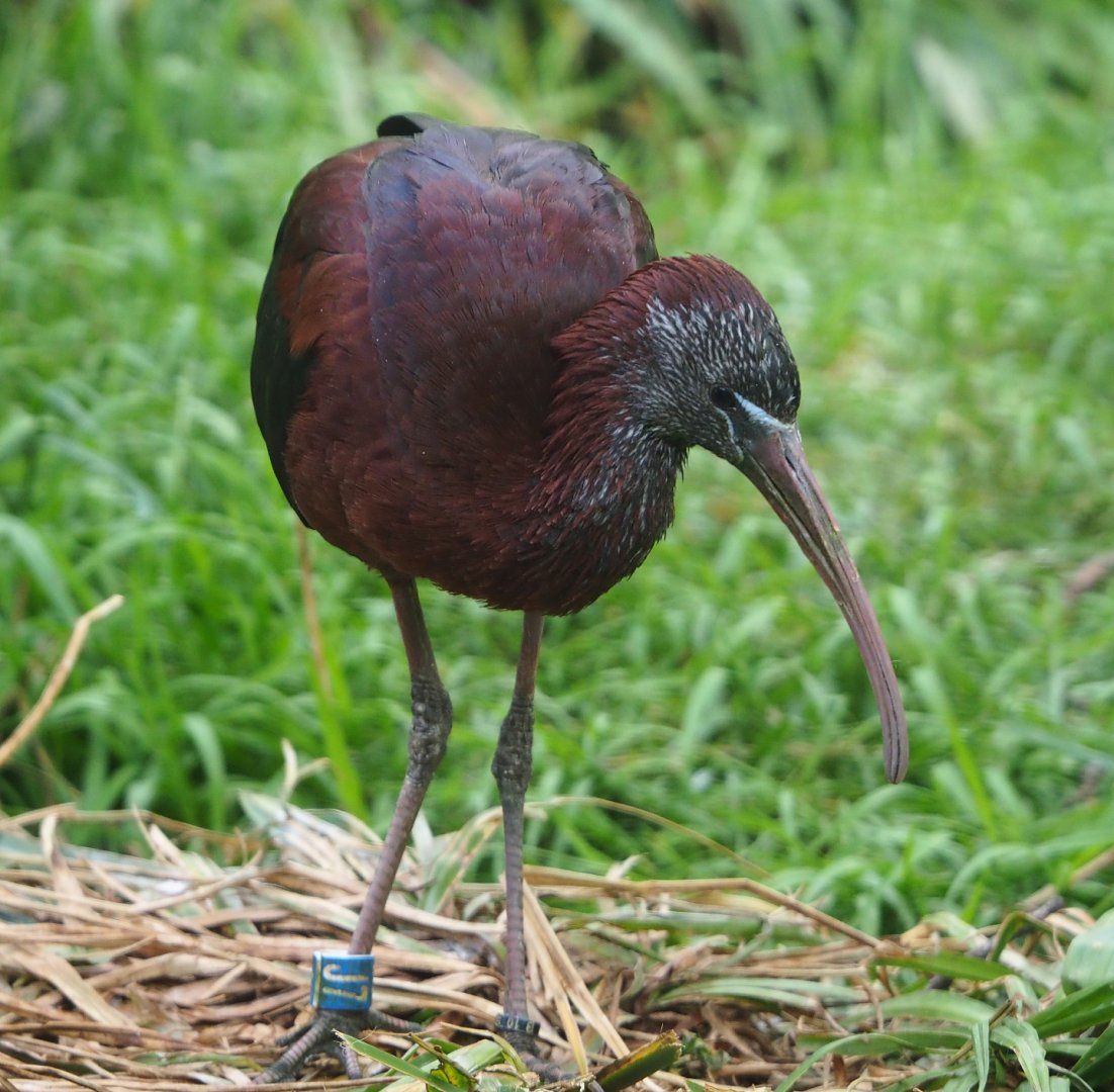 Glossy ibis (Plegadis falcinellus), 2020-05-23