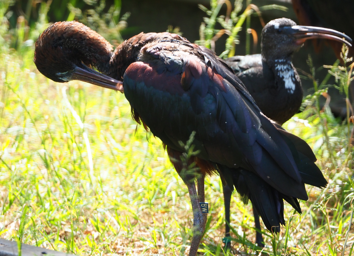 Glossy ibis (Plegadis falcinellus), 2020-06-12