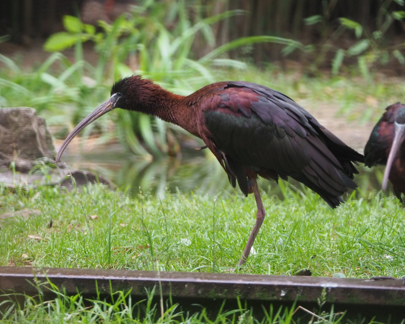 Glossy ibis (Plegadis falcinellus), 2020-07-14