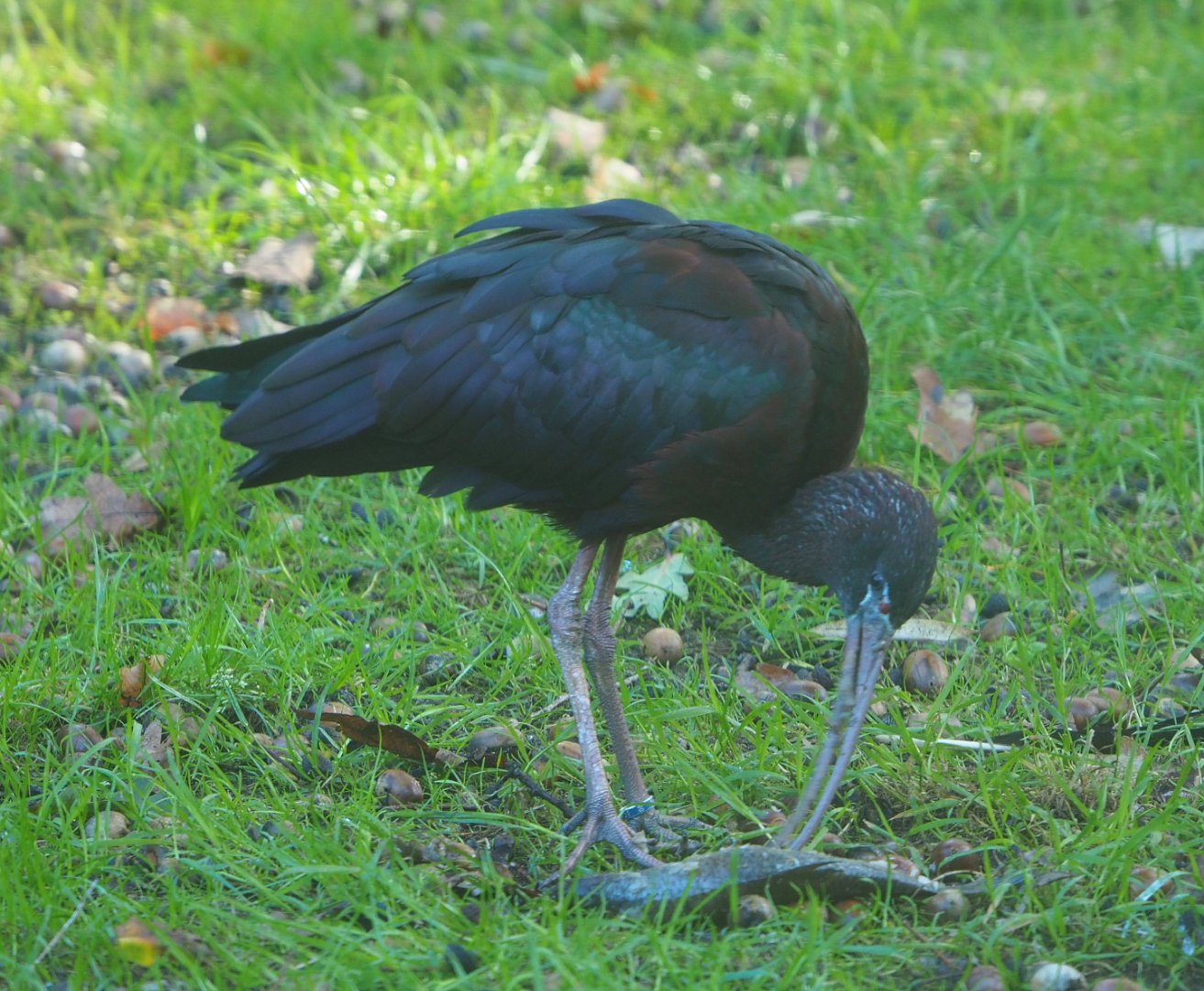 Glossy ibis (Plegadis falcinellus), 2020-10-10
