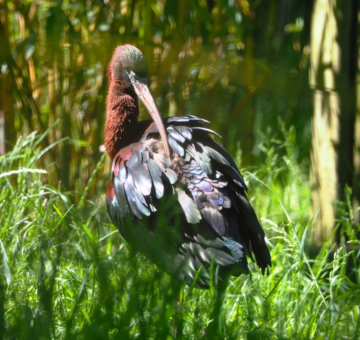 Glossy ibis (Plegadis falcinellus), 2021-06-01