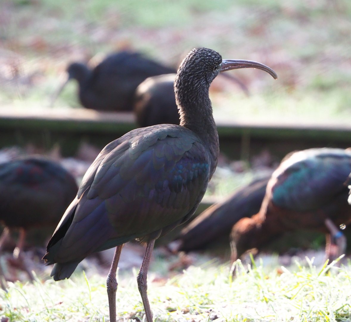 Glossy ibis (Plegadis falcinellus), 2021-12-22