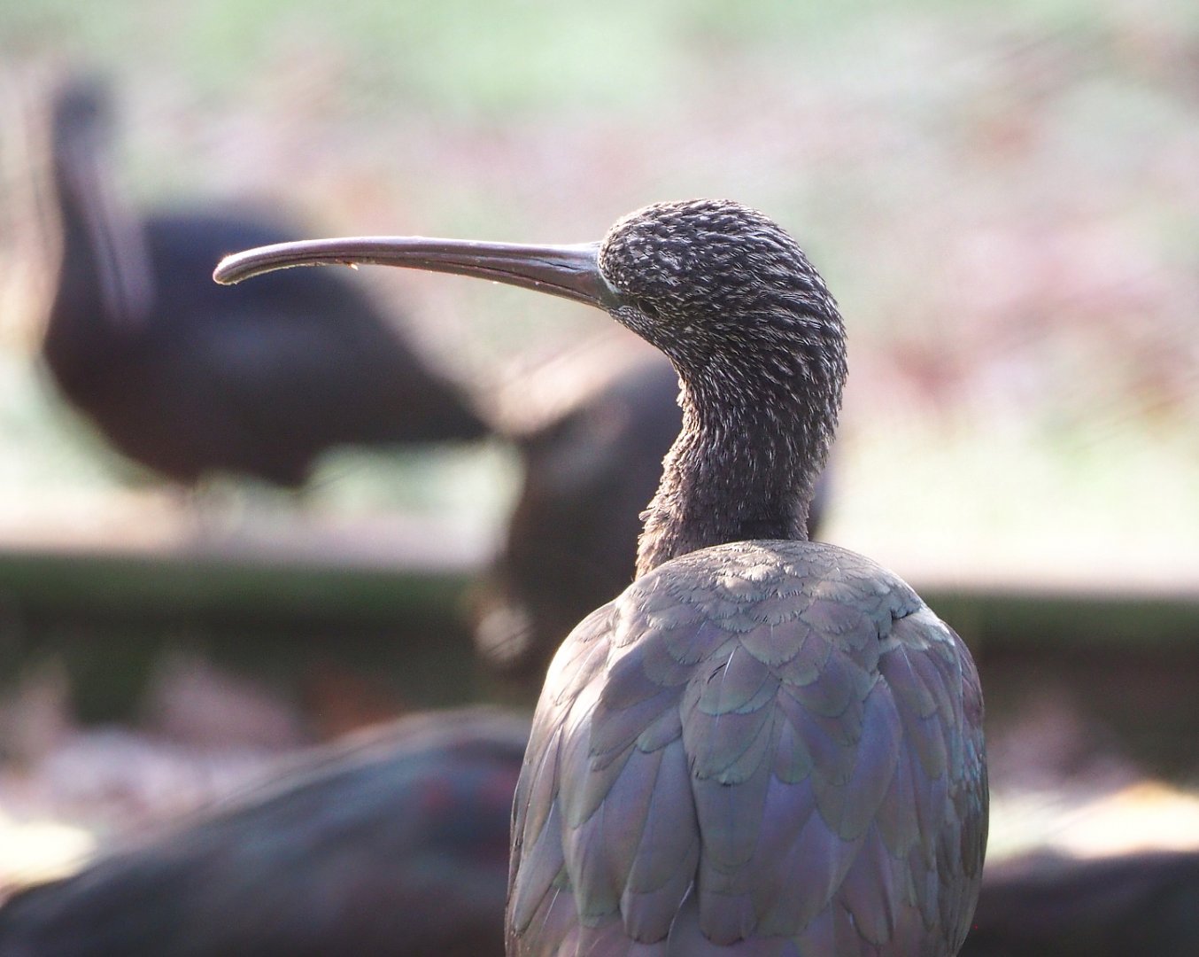 Glossy ibis (Plegadis falcinellus), 2021-12-22