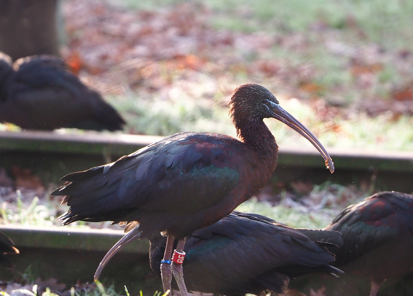 Glossy ibis (Plegadis falcinellus), 2021-12-22