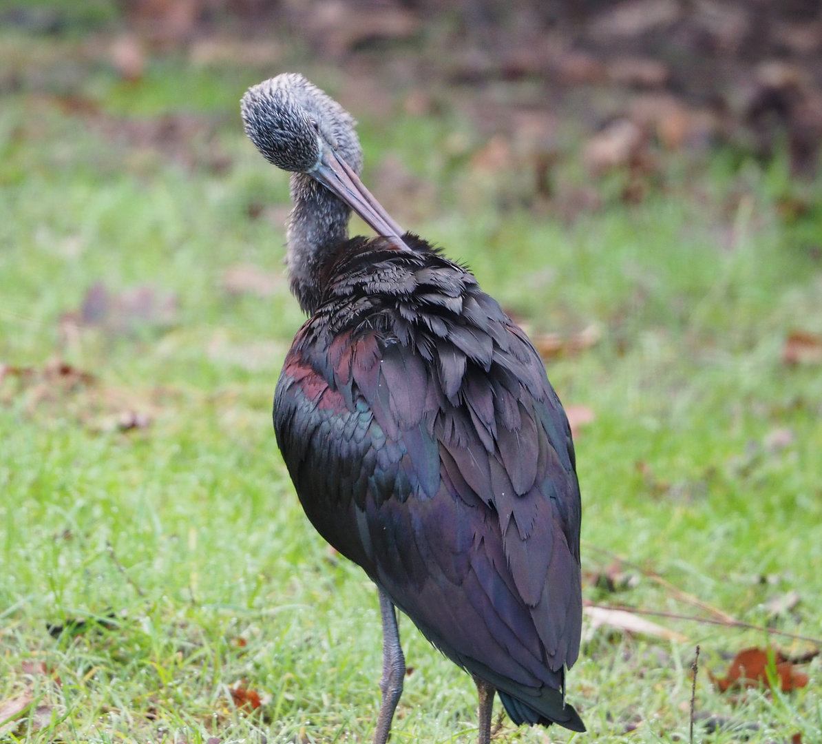 Glossy ibis (Plegadis falcinellus), 2022-01-30