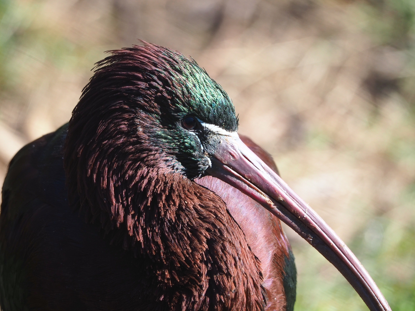 Glossy ibis (Plegadis falcinellus), 2022-03-08