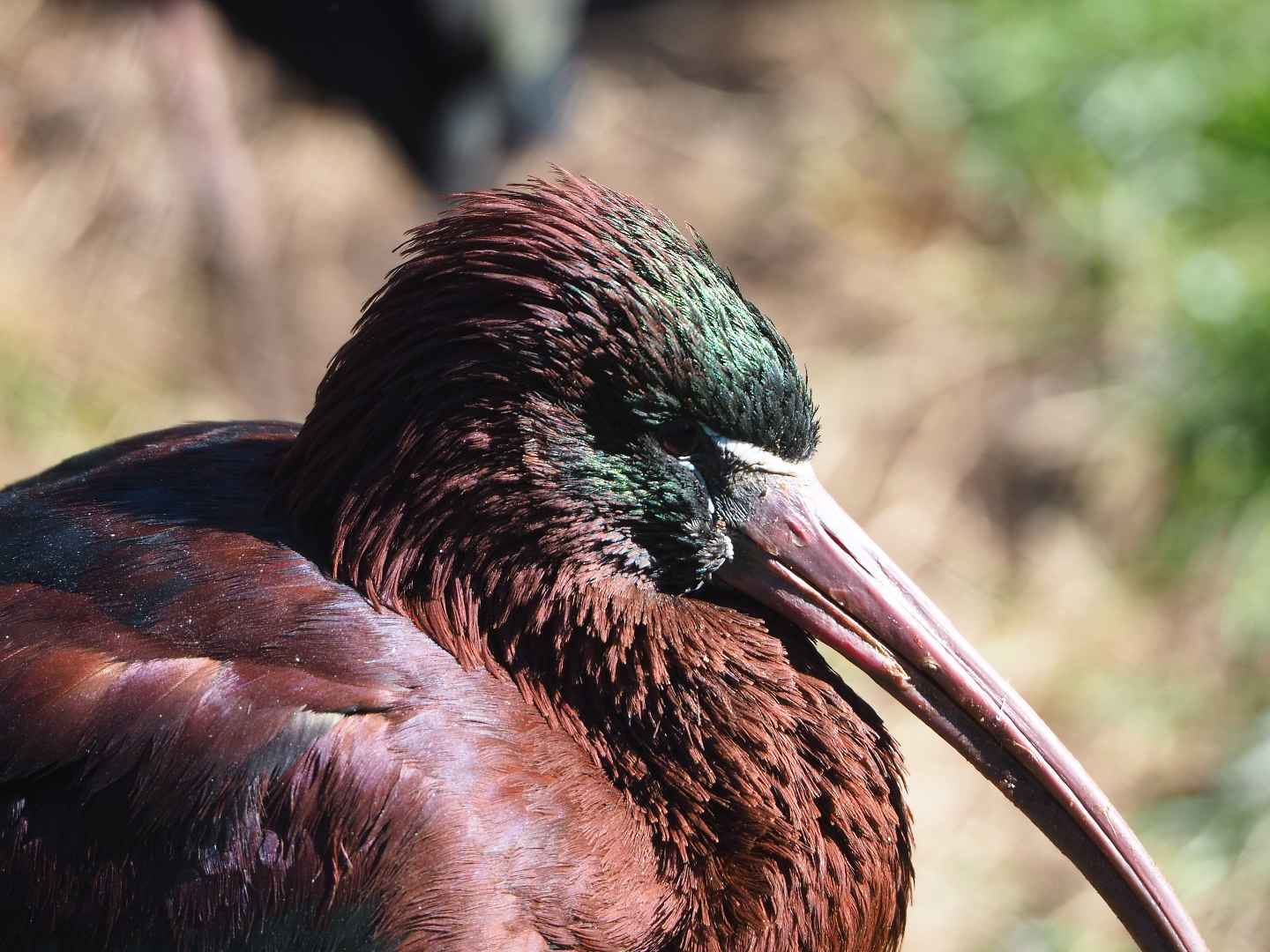 Glossy ibis (Plegadis falcinellus), 2022-03-08