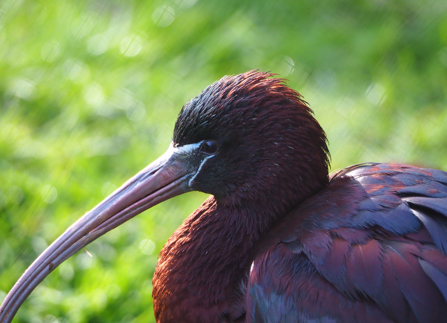 Glossy ibis (Plegadis falcinellus), 2022-04-12