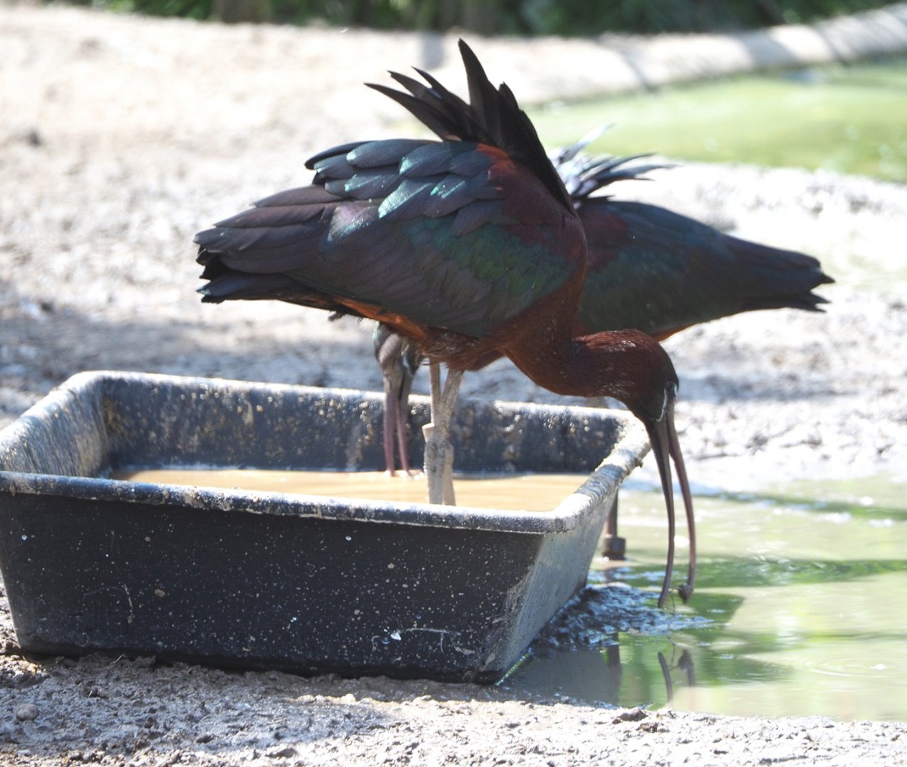 Glossy ibis (Plegadis falcinellus), 2022-05-17
