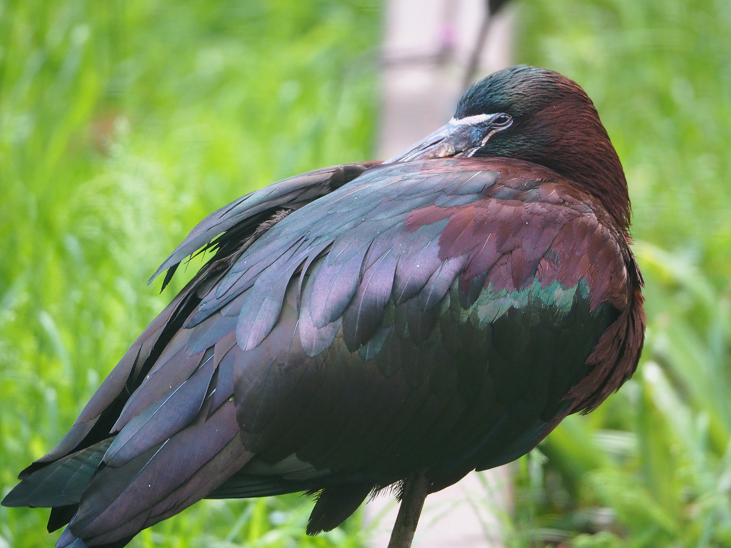 Glossy ibis (Plegadis falcinellus), 2022-05-28
