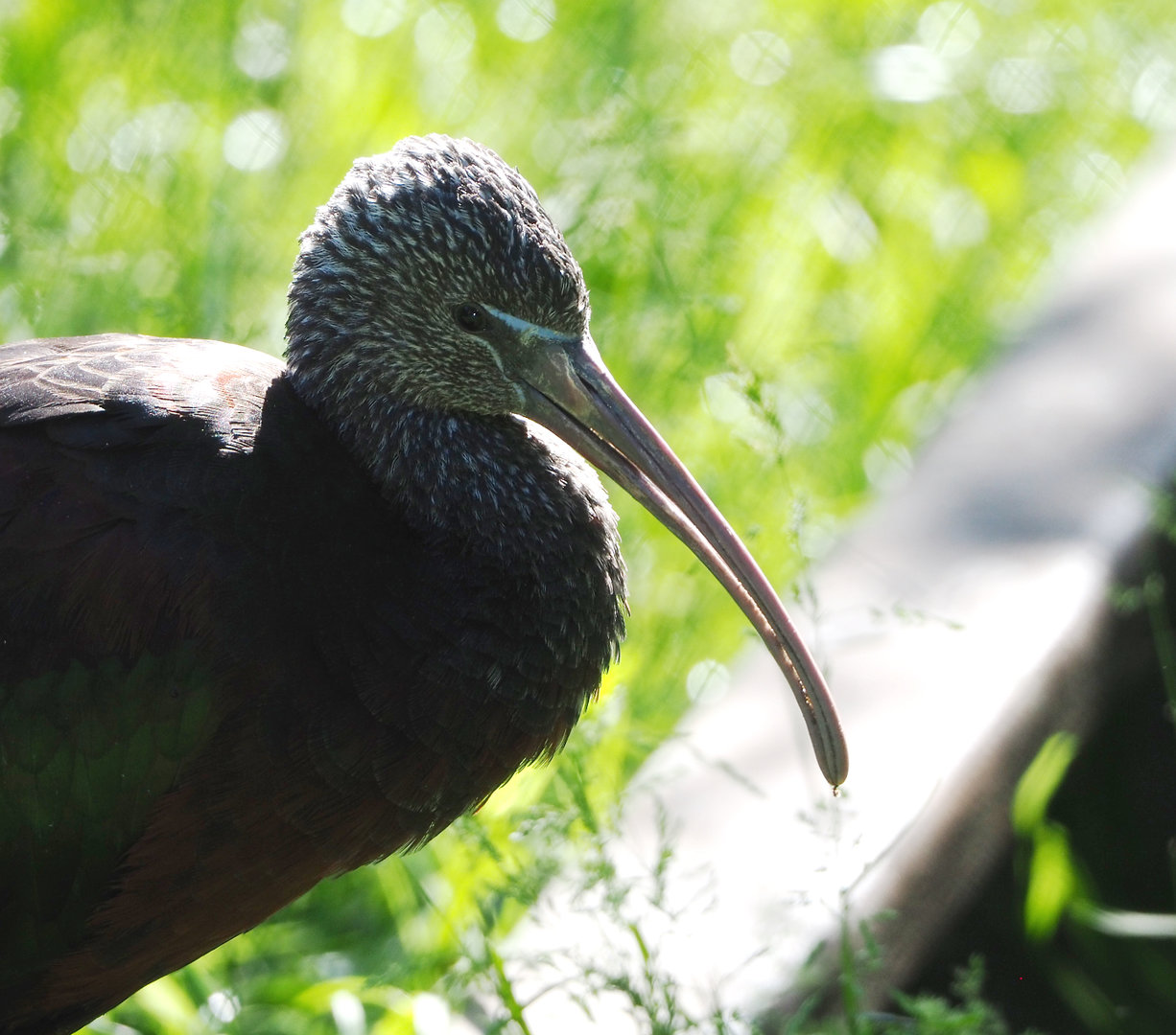 Glossy ibis (Plegadis falcinellus), 2022-06-15