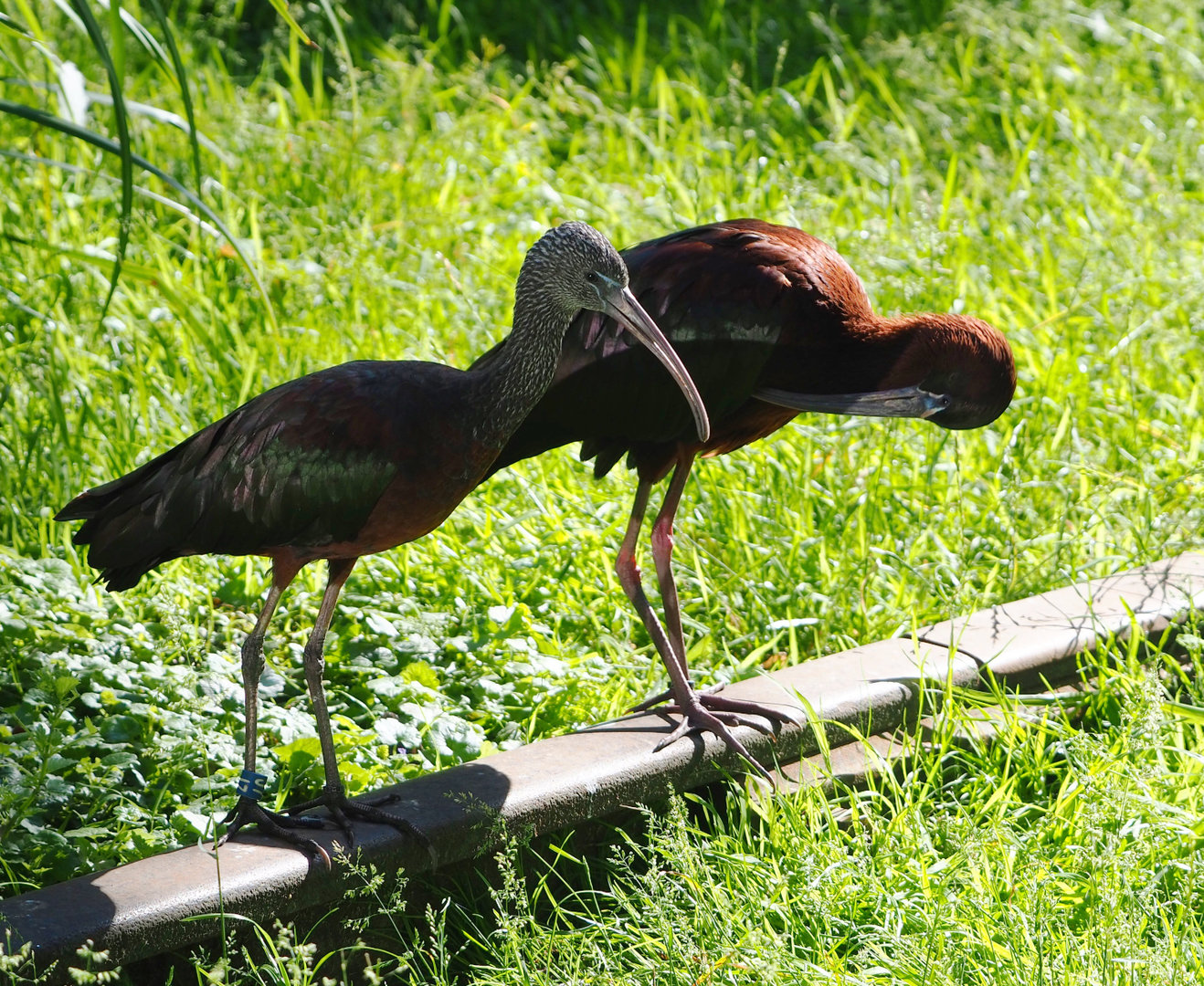 Glossy ibis (Plegadis falcinellus), 2022-06-15
