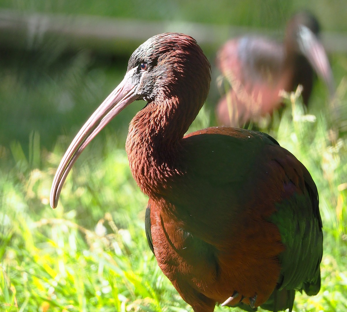 Glossy ibis (Plegadis falcinellus), 2022-07-16