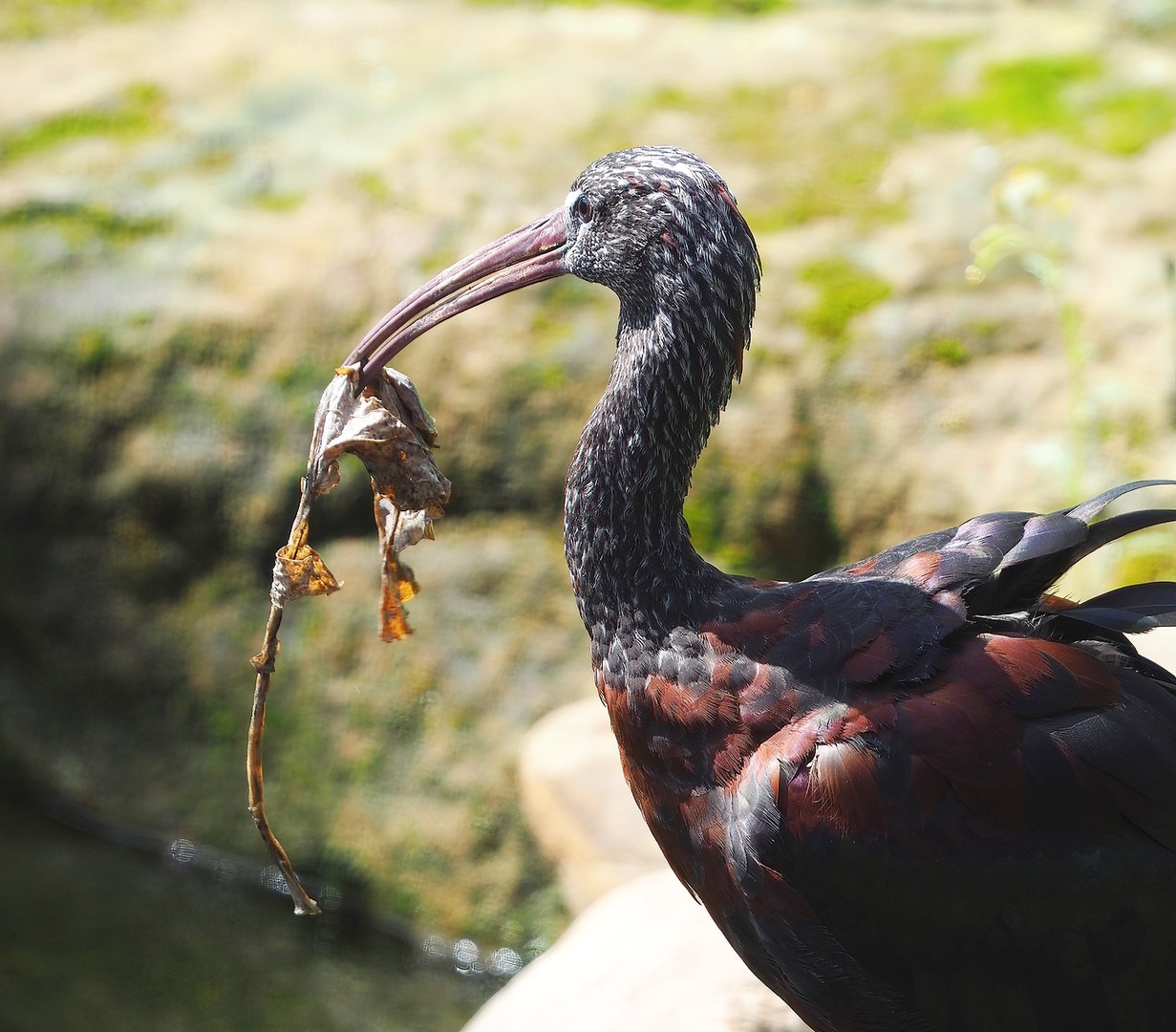 Glossy ibis (Plegadis falcinellus), 2022-08-20