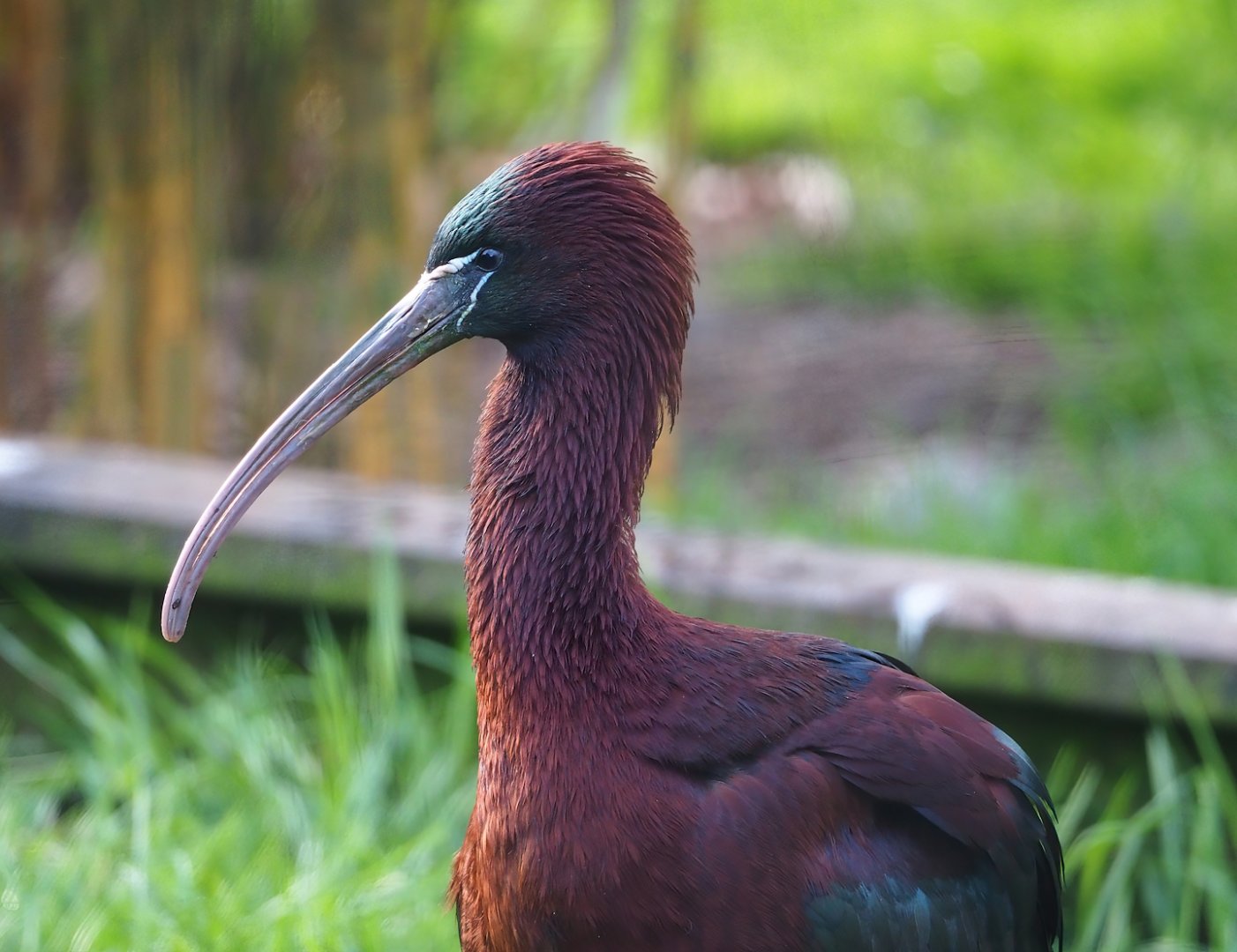 Glossy ibis (Plegadis falcinellus), 2023-04-18