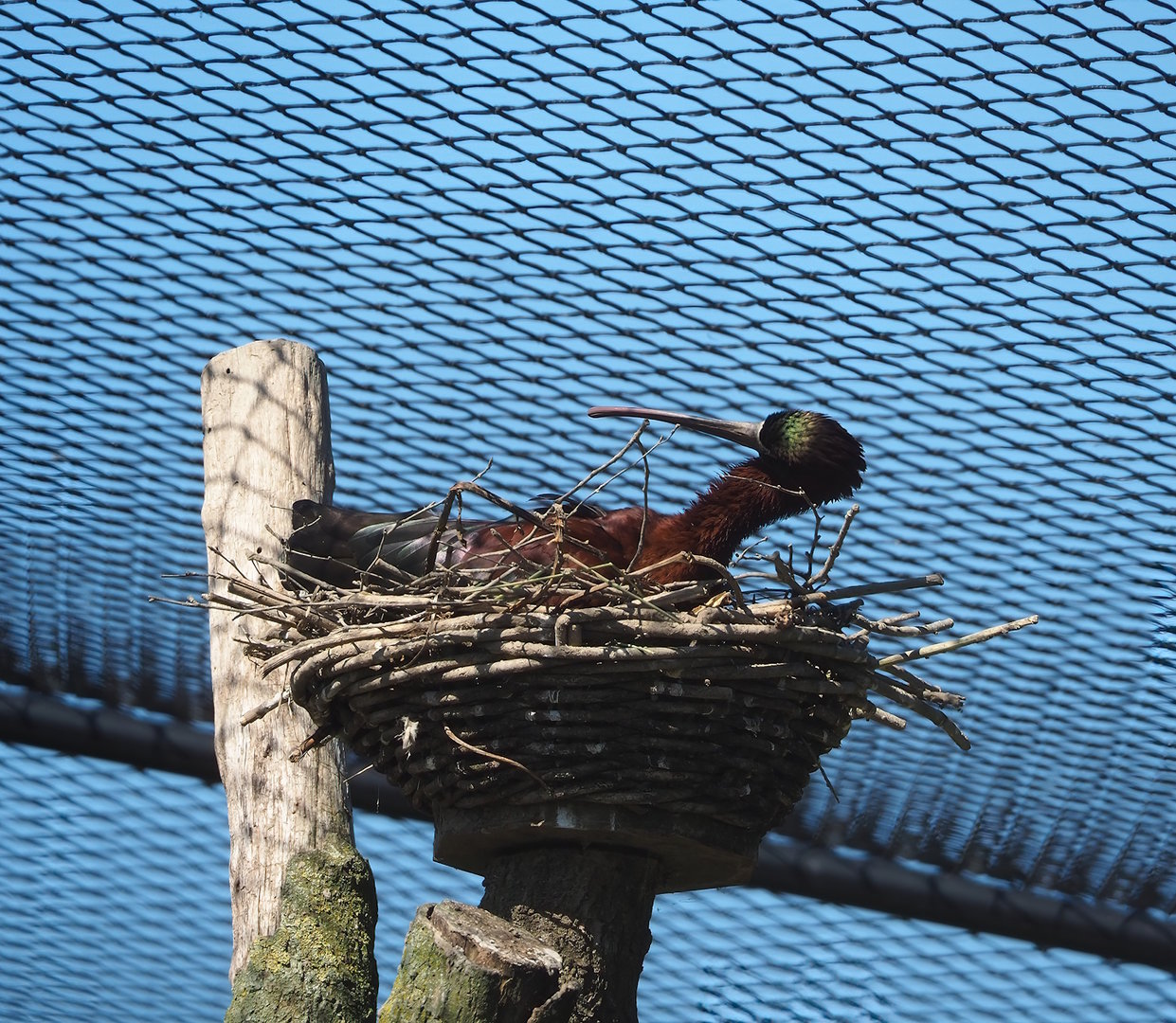 Glossy ibis (Plegadis falcinellus), 2023-05-31