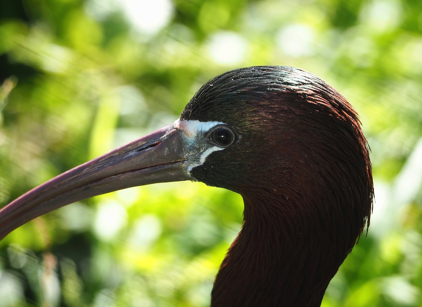 Glossy ibis (Plegadis falcinellus), 2023-06-04