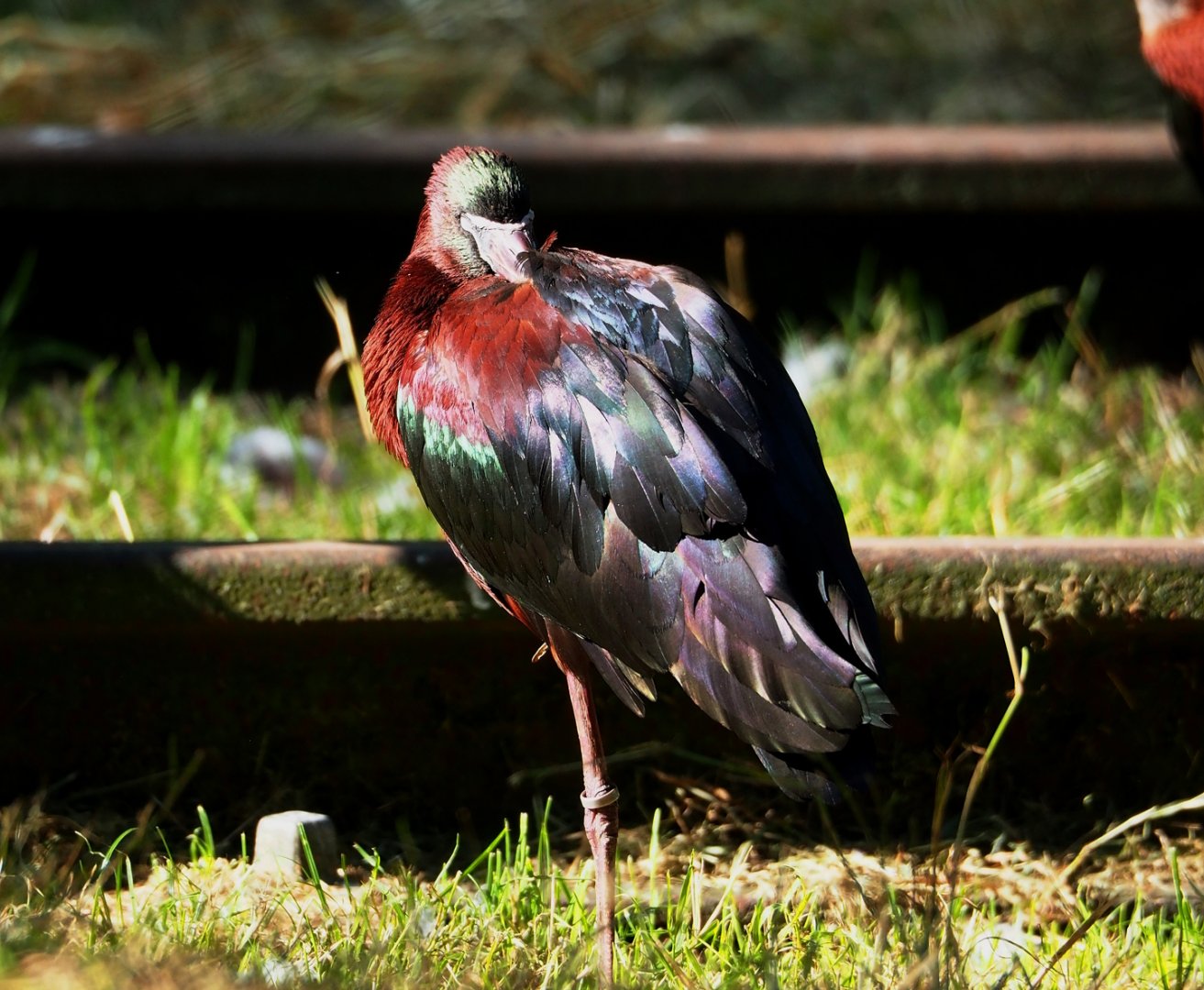 Glossy ibis (Plegadis falcinellus), 2023-07-08