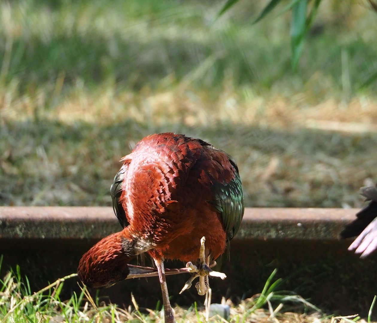 Glossy ibis (Plegadis falcinellus), 2023-07-08
