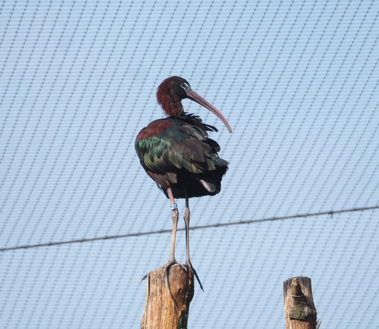 Glossy ibis (Plegadis falcinellus), 2023-07-18