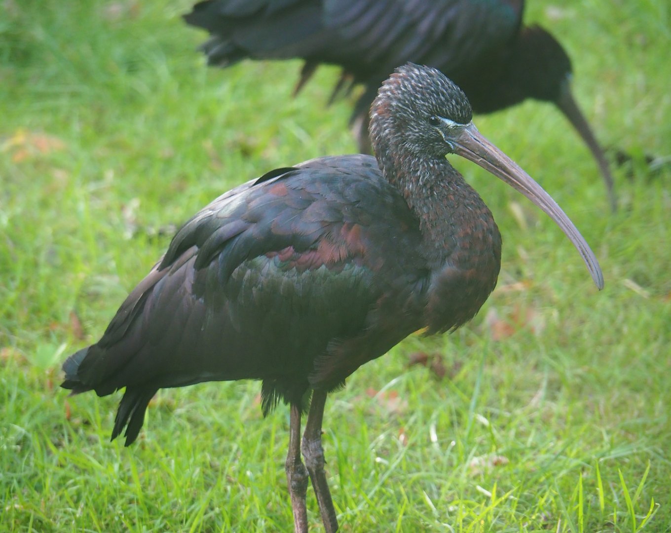 Glossy ibis (Plegadis falcinellus), 2023-09-19