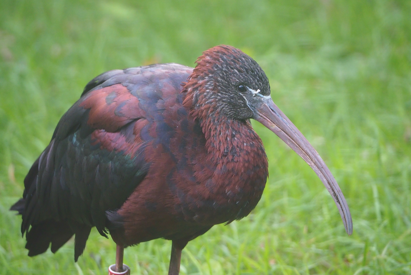 Glossy ibis (Plegadis falcinellus), 2023-09-19