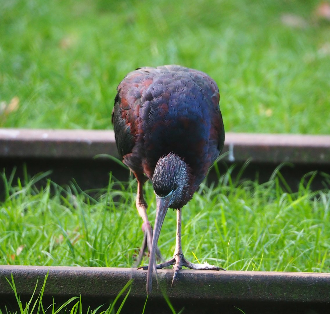 Glossy ibis (Plegadis falcinellus), 2023-10-04
