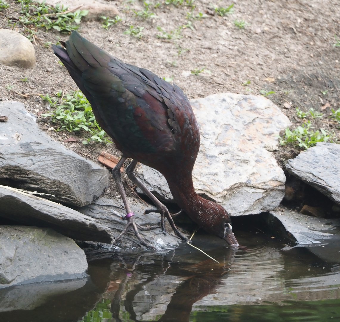 Glossy ibis (Plegadis falcinellus), 2024-05-21