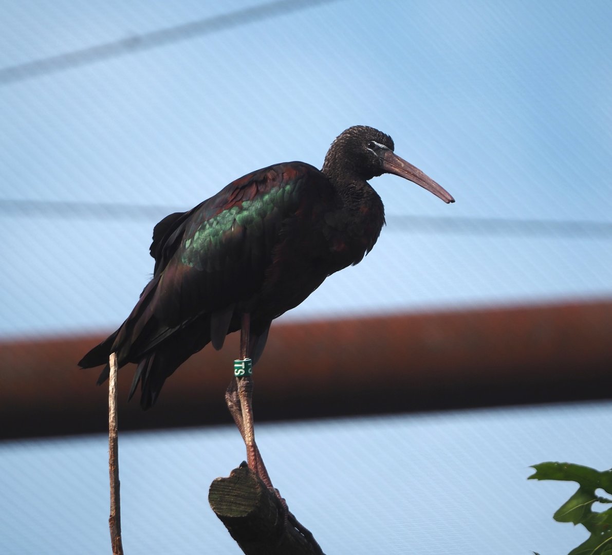 Glossy ibis (Plegadis falcinellus), 2024-08-21