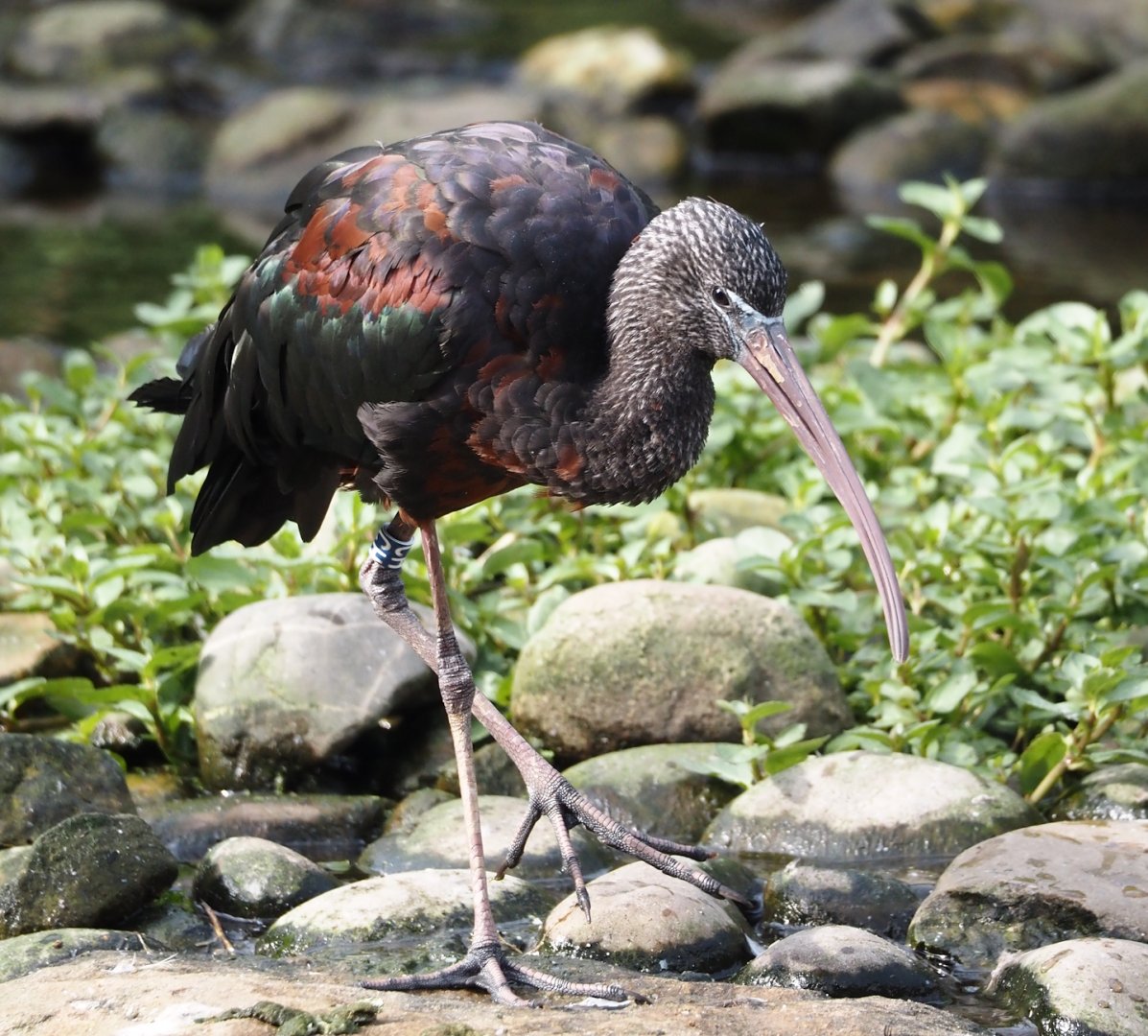 Glossy ibis (Plegadis falcinellus), 2024-08-21