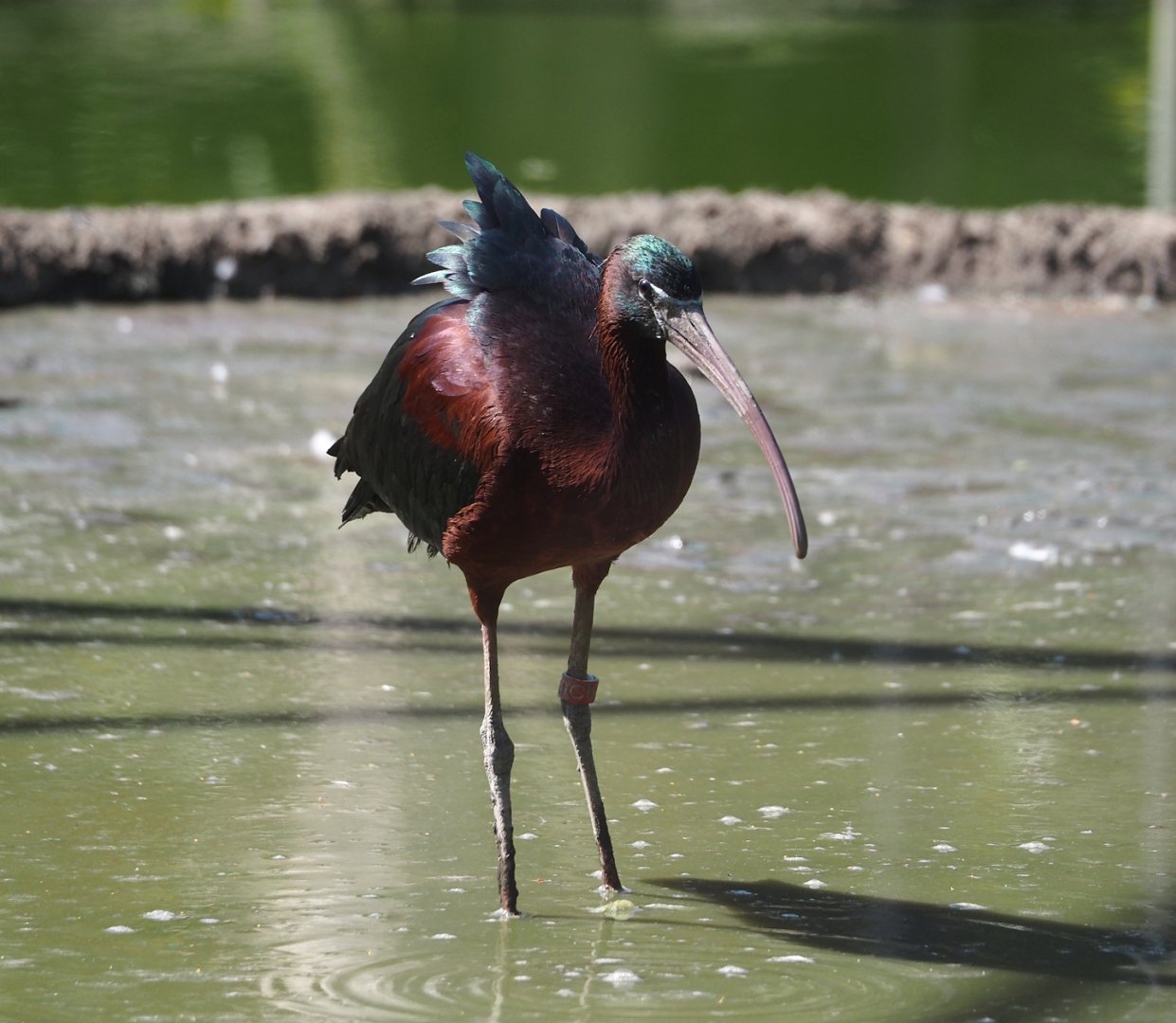 Glossy ibis (Plegadis falcinellus), 2025-04-12