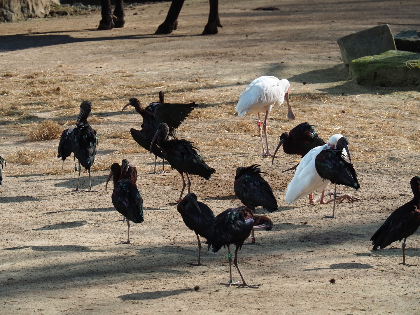 Glossy ibis (Plegadis falcinellus) and African spoonbills (Platalea alba), Feb 27th, 2019