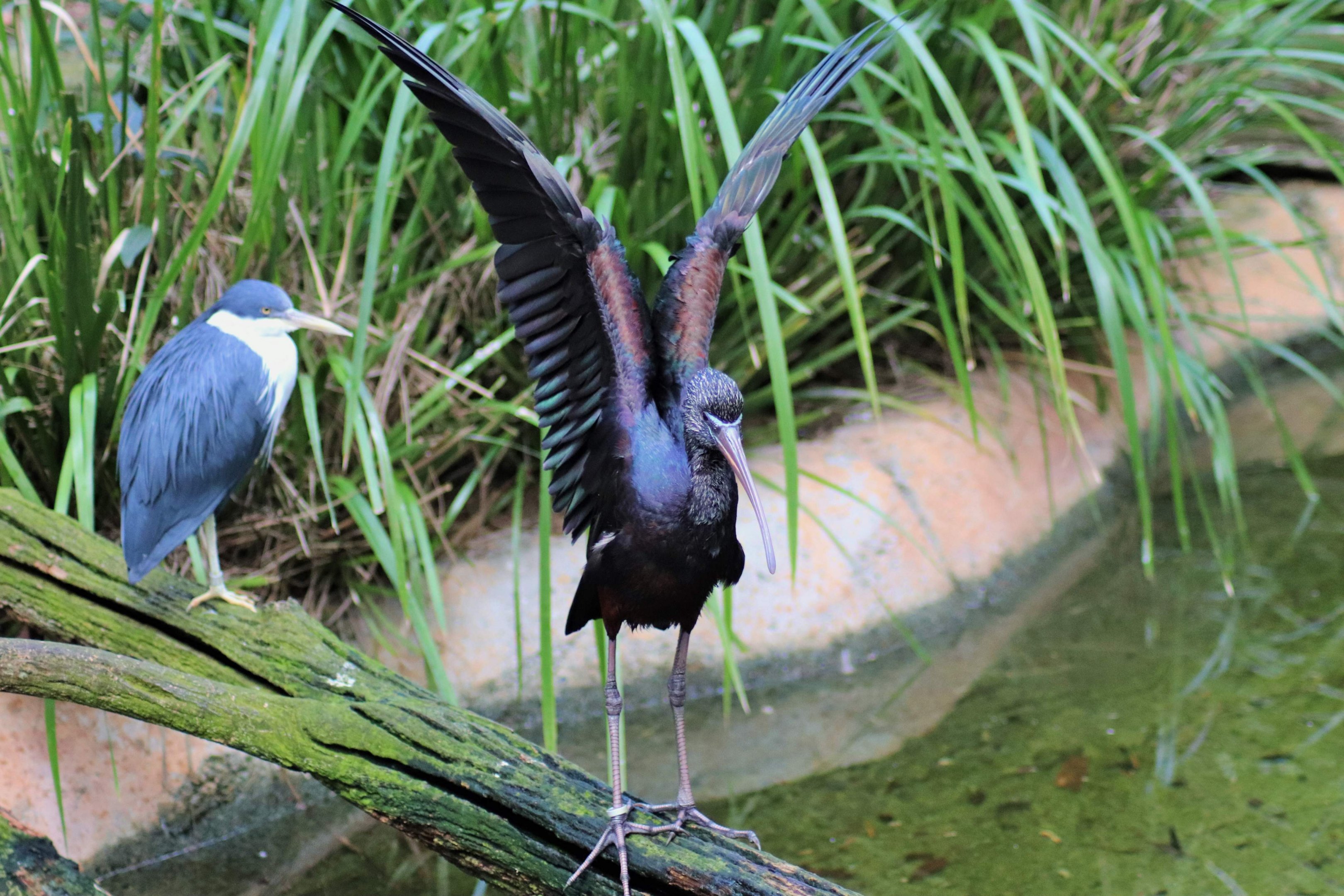 Glossy Ibis (Plegadis falcinellus) and Pied Heron (Ardea picata)