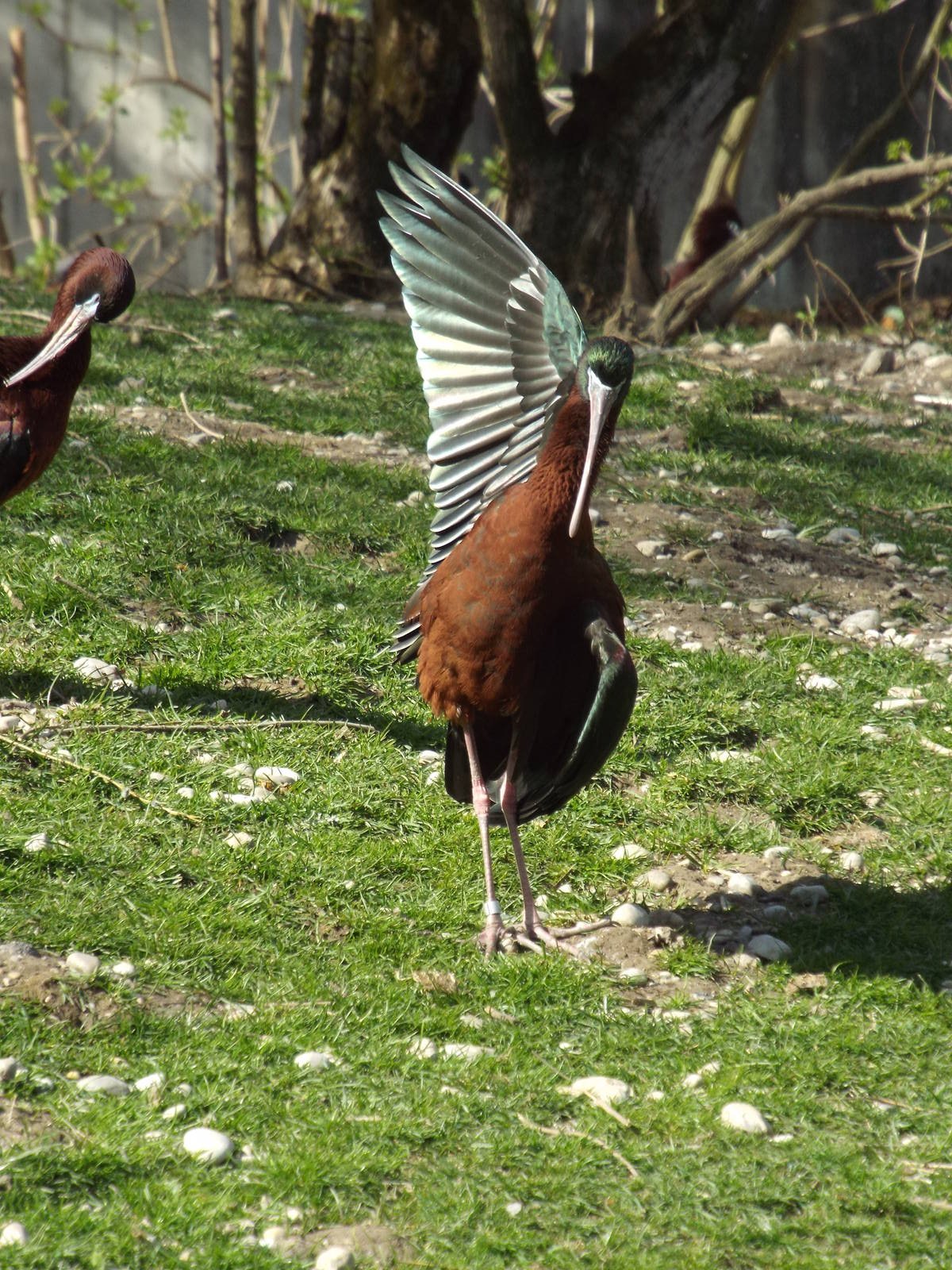 Glossy Ibis (Plegadis falcinellus) at Tierpark Hellabrunn - April 9th 2015