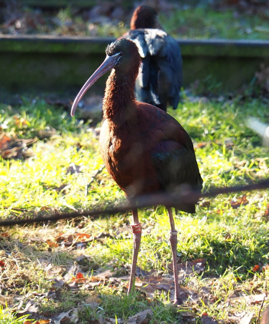 Glossy ibis (Plegadis falcinellus), Feb 16th, 2019