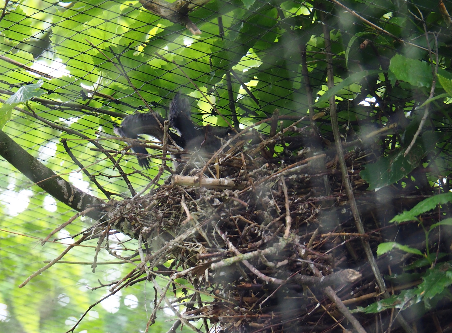 Glossy ibis (Plegadis falcinellus) nest, 2019-05-31