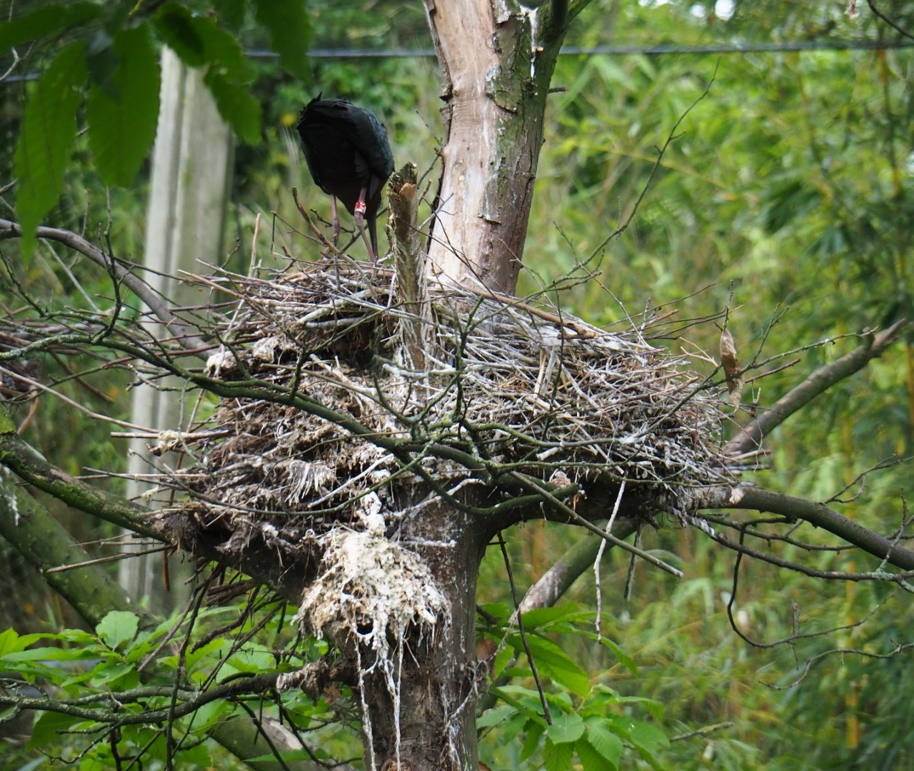 Glossy ibis (Plegadis falcinellus) nest, 2019-05-31