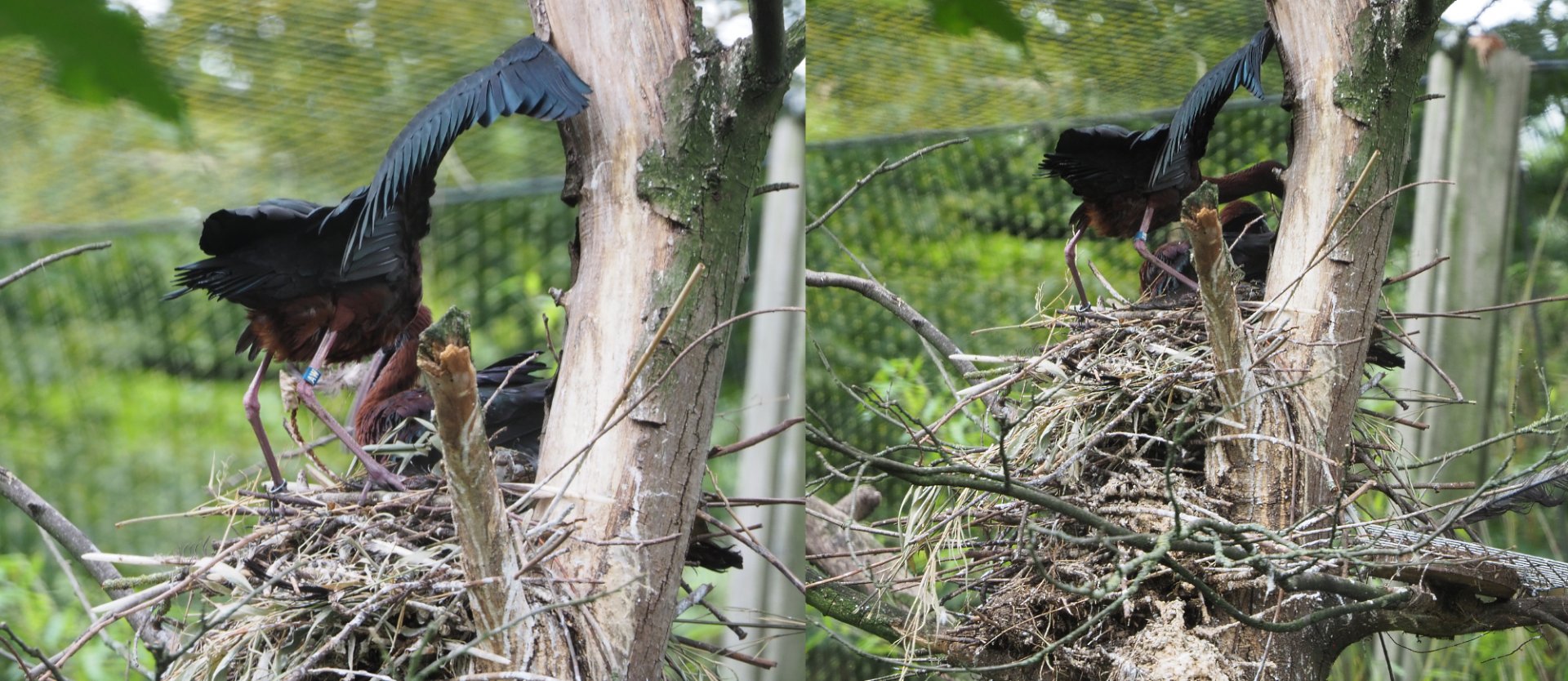 Glossy ibis (Plegadis falcinellus) nest, 2020-07-14