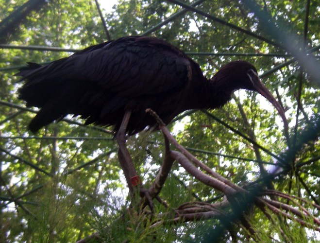 Glossy Ibis (Plegadis falcinellus)