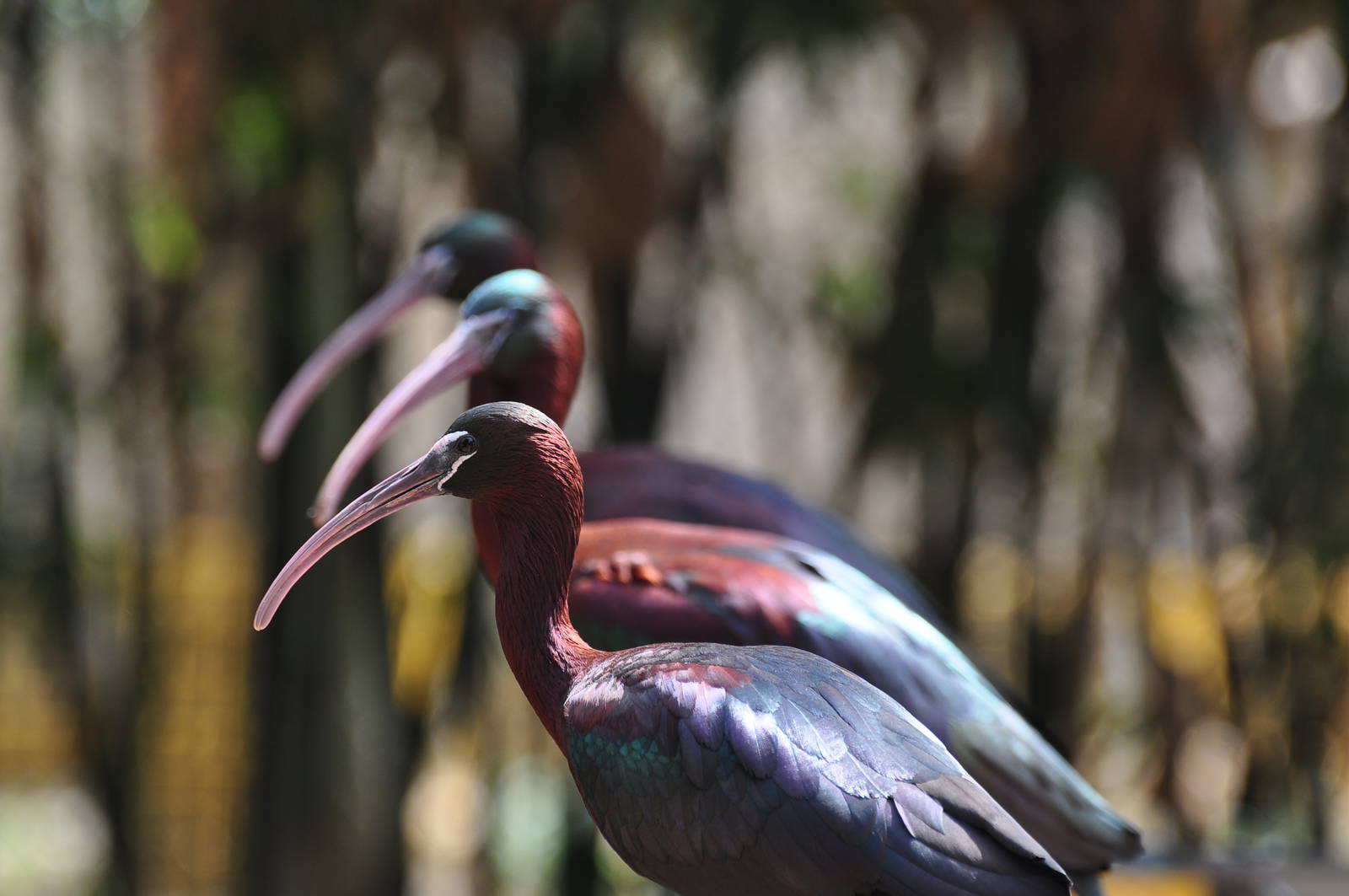 Glossy ibis / Plegadis falcinellus