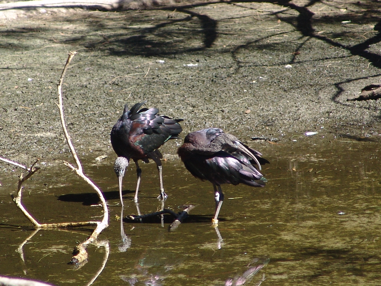 Glossy Ibis (Plegadis falcinellus)