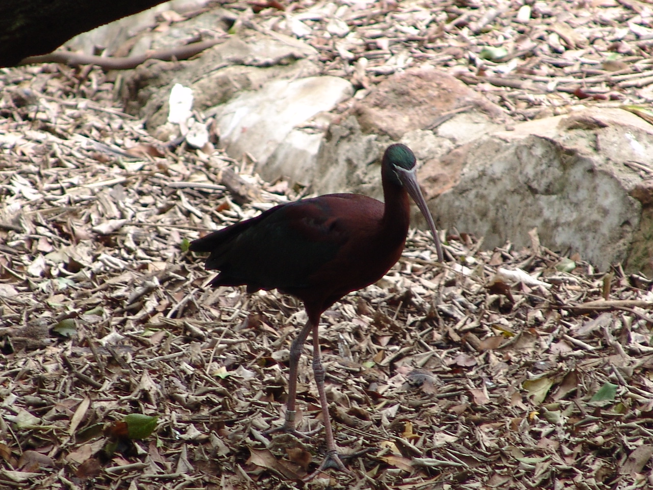 Glossy Ibis (Plegadis falcinellus)