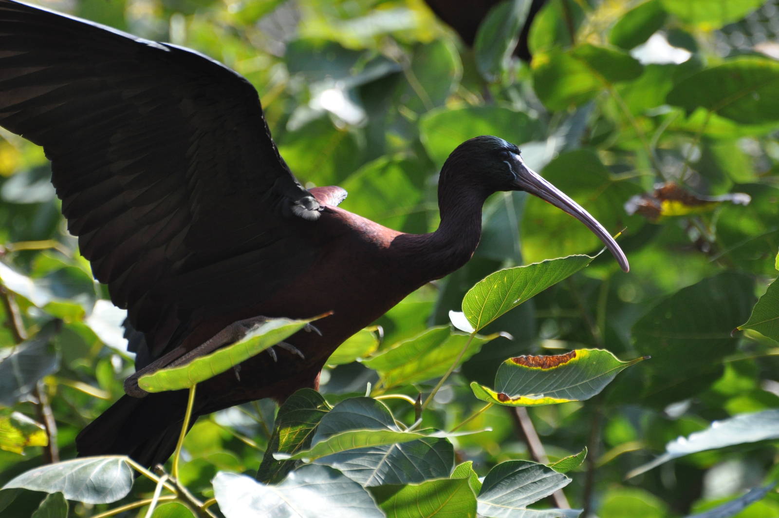 Glossy ibis/ Plegadis falcinellus