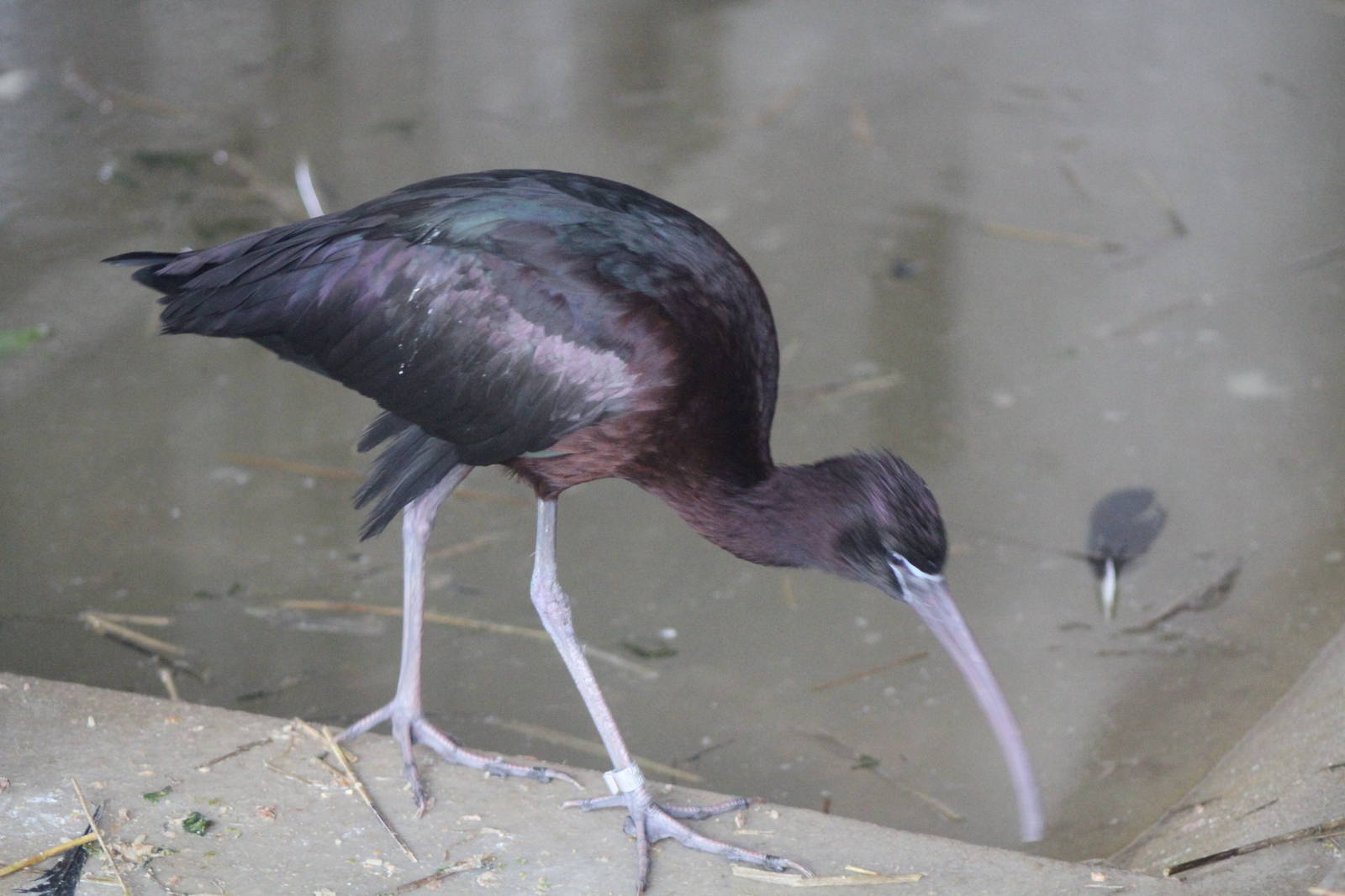 Glossy Ibis (Plegadis falcinellus)